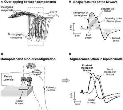End-of-Fiber Signals Strongly Influence the First and Second Phases of the M Wave in the Vastus Lateralis: Implications for the Study of Muscle Excitability